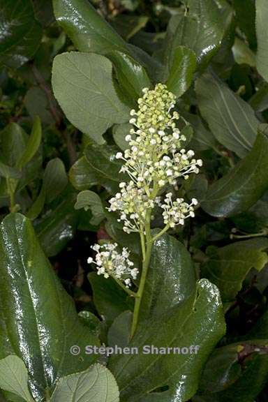 ceanothus velutinus 3 graphic